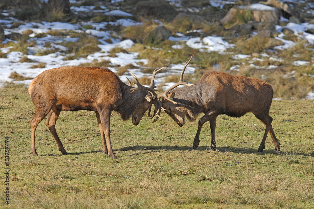 Red deer, rutting season