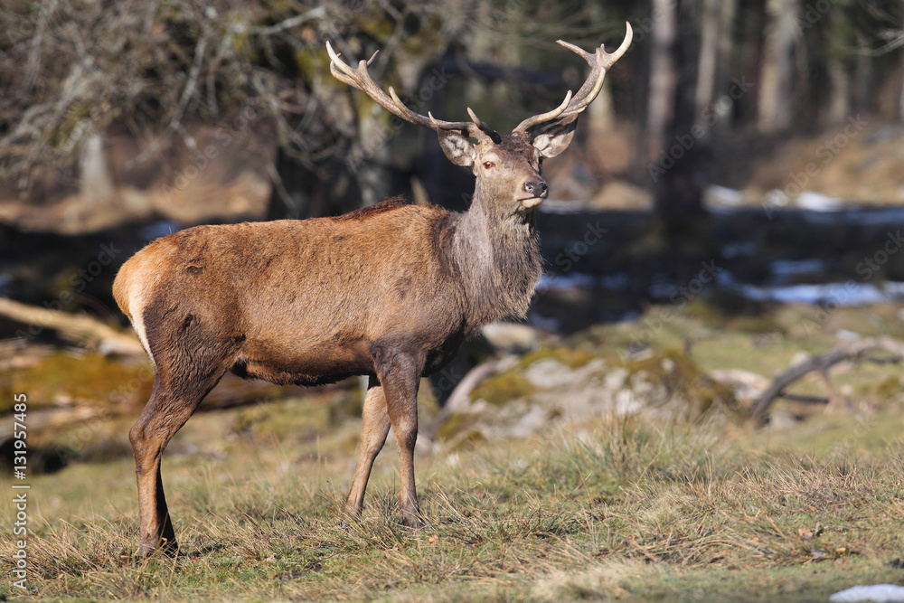 Fototapeta premium Red deer, rutting season