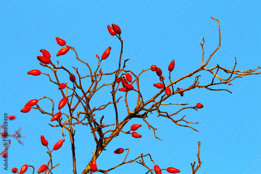 December berries on a blue sky so beautiful December berries on a blue sky so beautiful