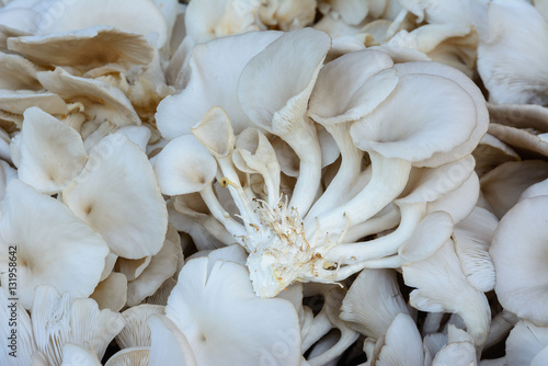 Oyster mushroom, food concept, agricultural industry concept.