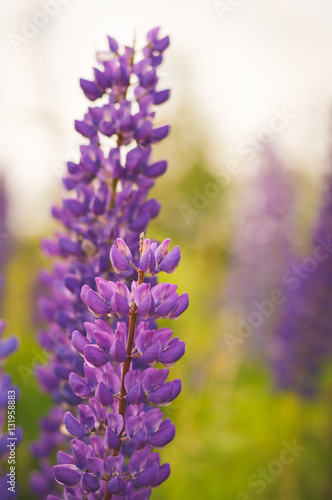 Purple lupins.