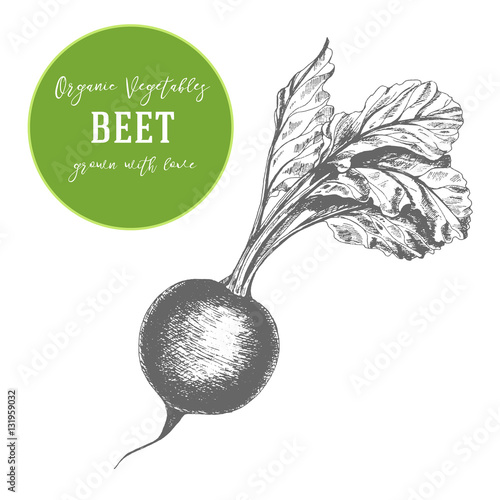 Vector illustration of beet. Hand drawn with ink vintage illustration