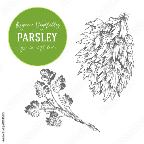 Vector illustration of parsley. Hand drawn with ink vintage illustration