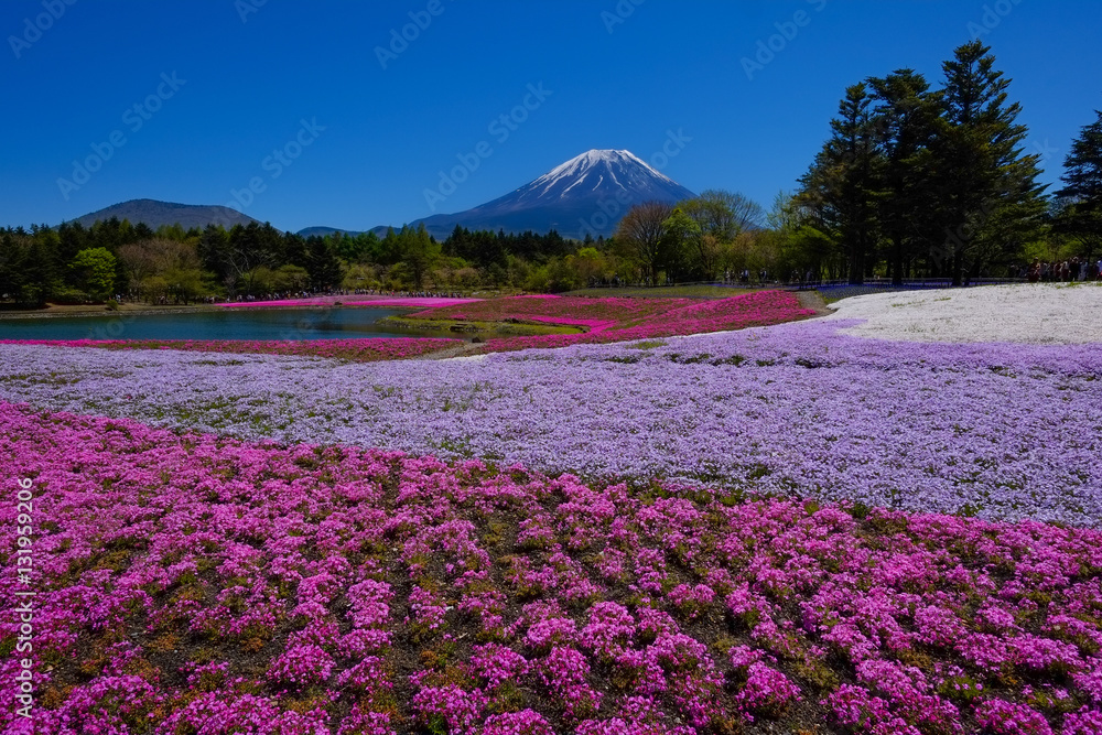 Obraz premium 富士山と芝桜