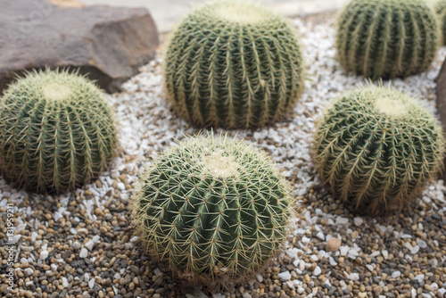 cactus in desert  cactus Nature green background