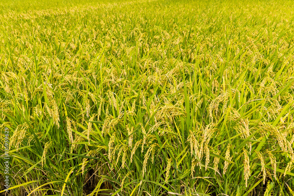 Green paddy rice