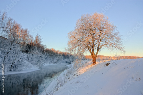 Sunlit tree by the river in winter