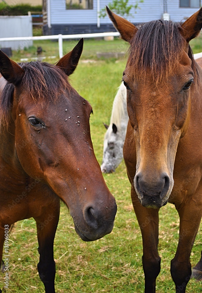 horses eating grass in a meadow with a goat nearby horses eating grass in a meadow with a goat nearby