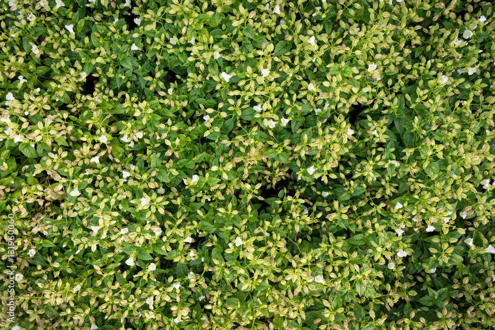 green background in garden green background in garden