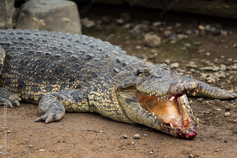 Fototapeta premium Crocodile with injured Mouth