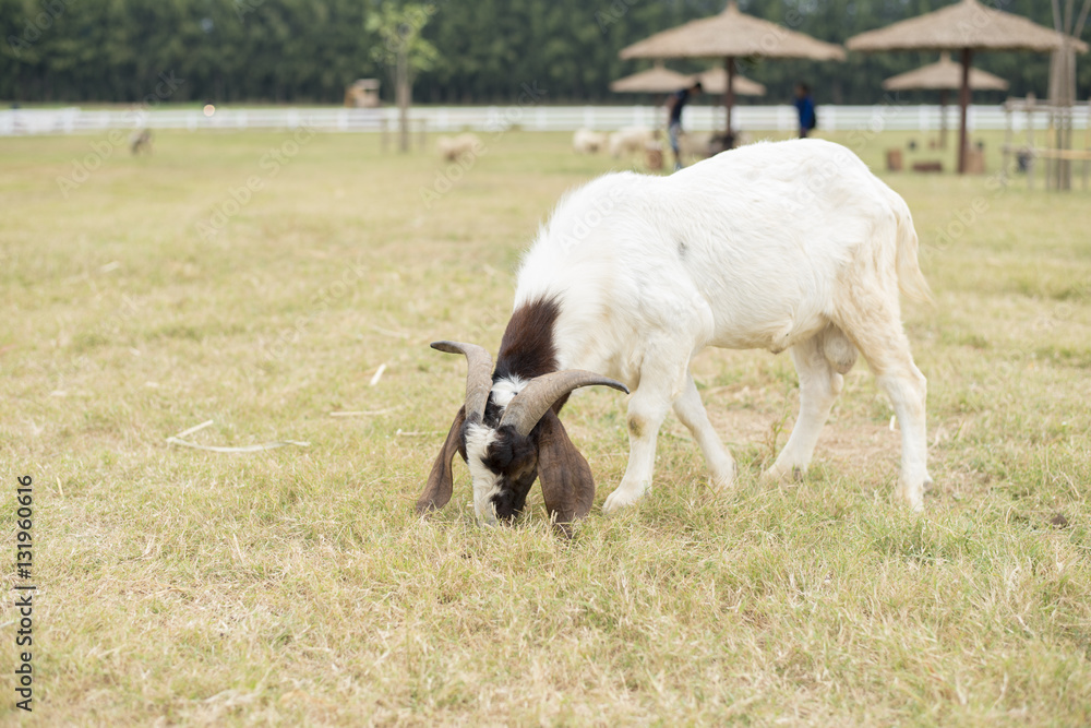 Obraz premium Goat in the field