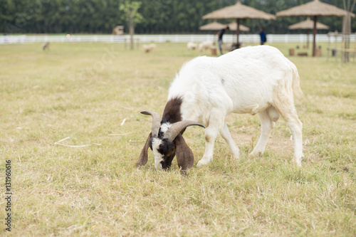 Goat in the field