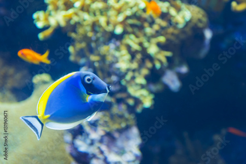 Close-Up Of Palette Surgeonfish In the wild