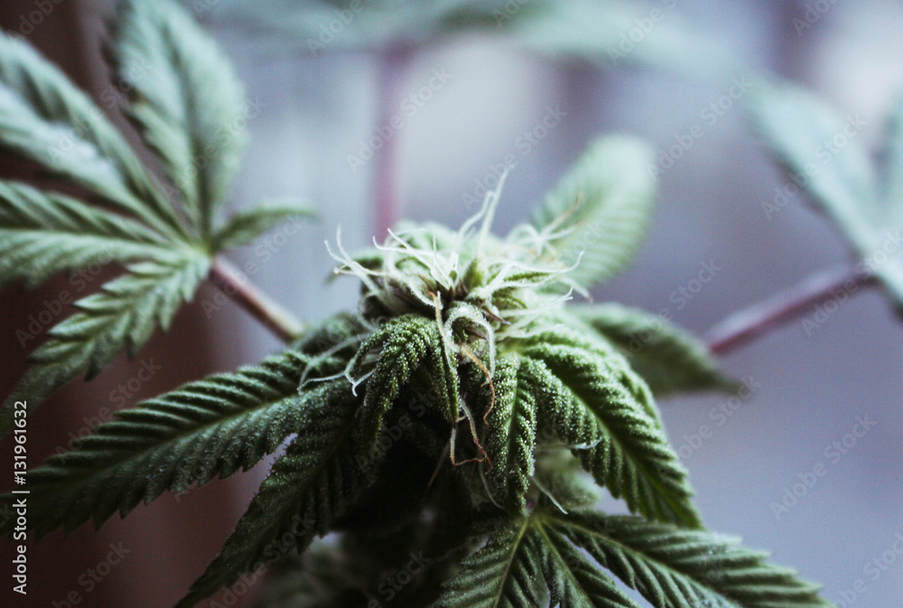 Cannabis With Buds Close Up High Quality Cannabis With Buds Close Up High Quality