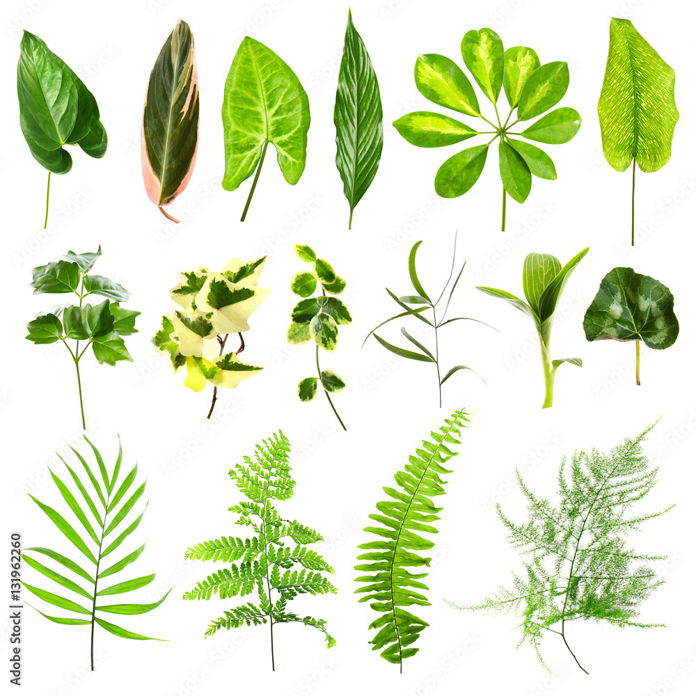Set of different houseplants leaves on white background Set of different houseplants leaves on white background
