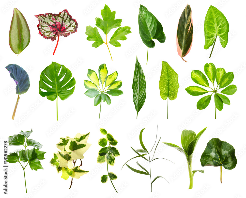 Set of different houseplants leaves on white background Set of different houseplants leaves on white background