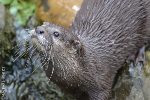 Neugieriger Otter