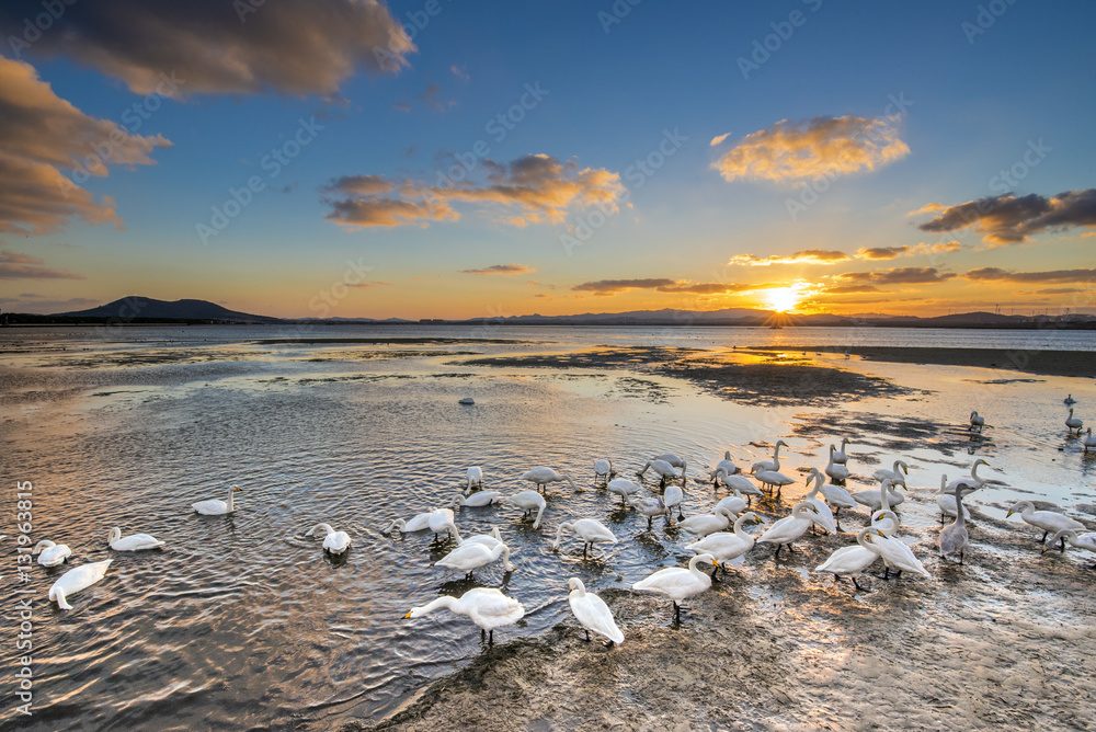 Obraz premium white swans on seaside at sunset, Weihai, Shandong, China