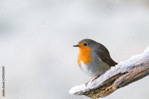 Robin redbreast © lues01