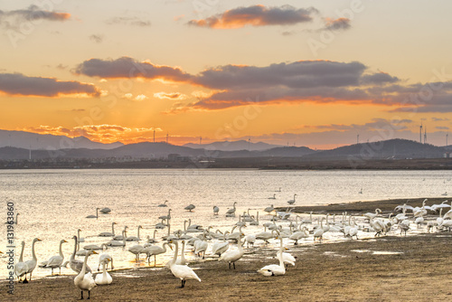 white swans on seaside at sunset, Weihai, Shandong, China photo