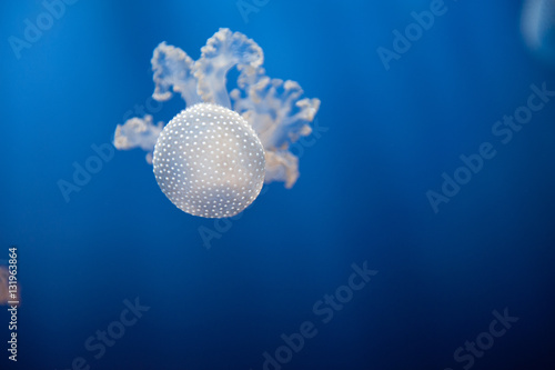 Acquario di Genova photo