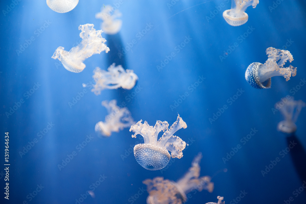 Fototapeta premium Acquario di Genova