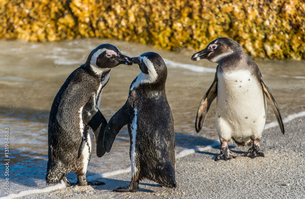 Obraz premium Kissing African penguins on the beach. African penguin ( Spheniscus demersus) also known as the jackass penguin and black-footed penguin. Boulders colony. Cape Town. South Africa