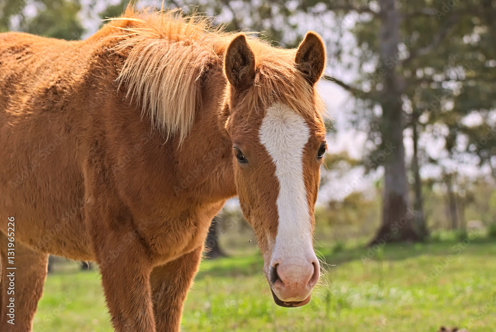 Horse free on a field in autumn Horse free on a field in autumn
