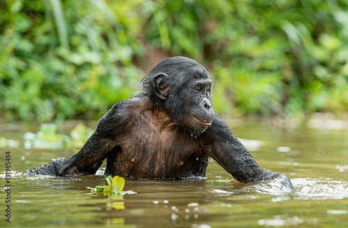 Bonobo in the water. Natural habitat. Green natural background. The Bonobo ( Pan paniscus), called the pygmy chimpanzee. Democratic Republic of Congo. Africa photo