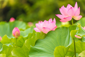 Papier peint photo Fleur de lotus Lotus du jardin Sankeien à Yokohama  © e185rpm