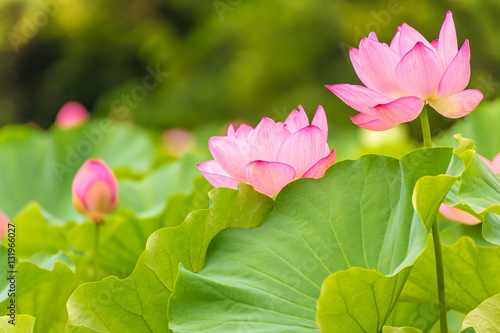 The Lotus Flower.Background is the lotus leaf and lotus flower and lotus bud and tree.Shooting location is the Sankeien in Yokohama, Kanagawa Prefecture Japan.