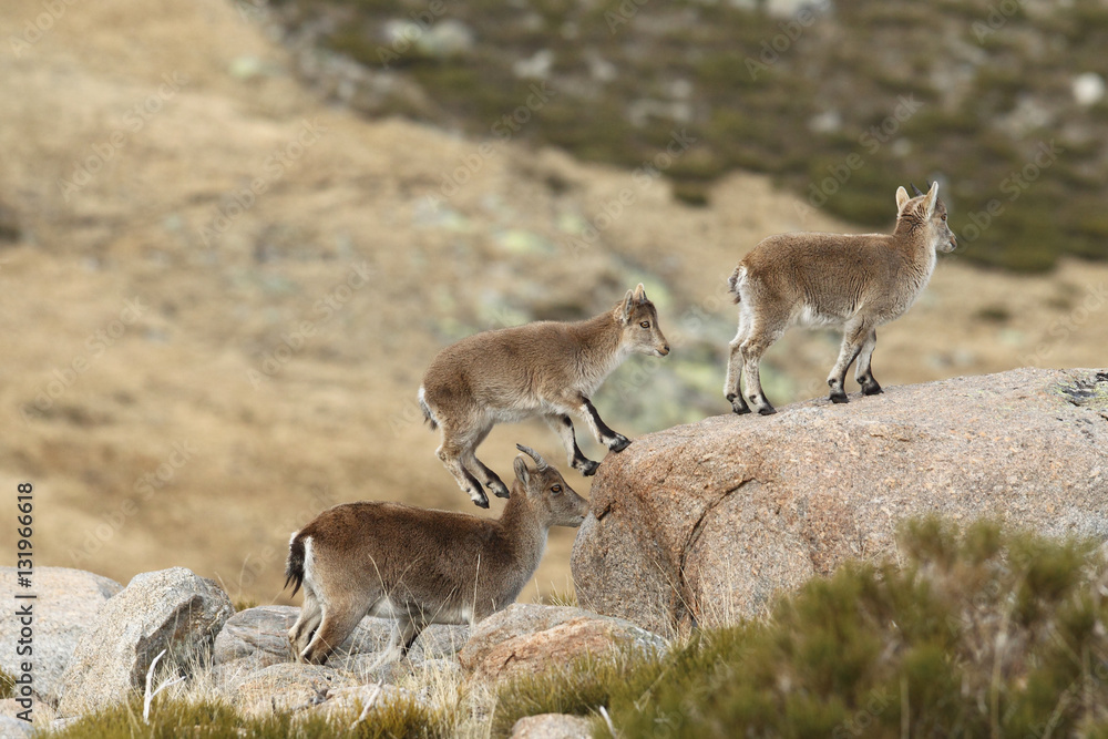 Wild goat Wild goat