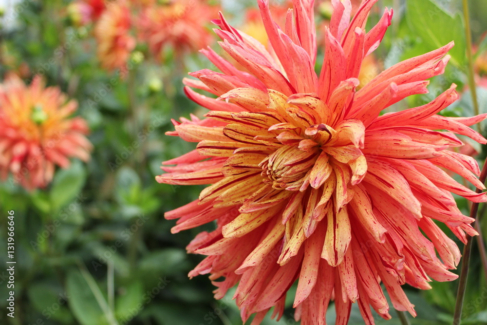 Blumen Blumen