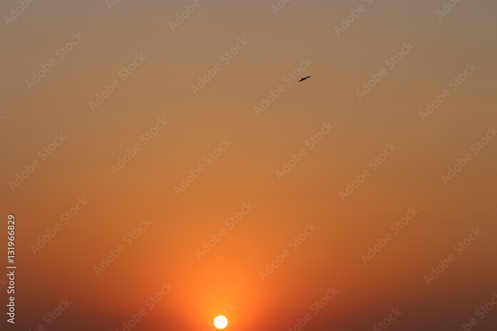 sunset bird background landscape 