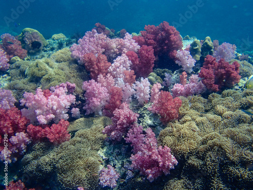 Underwater world, underwater coral and fish shoal