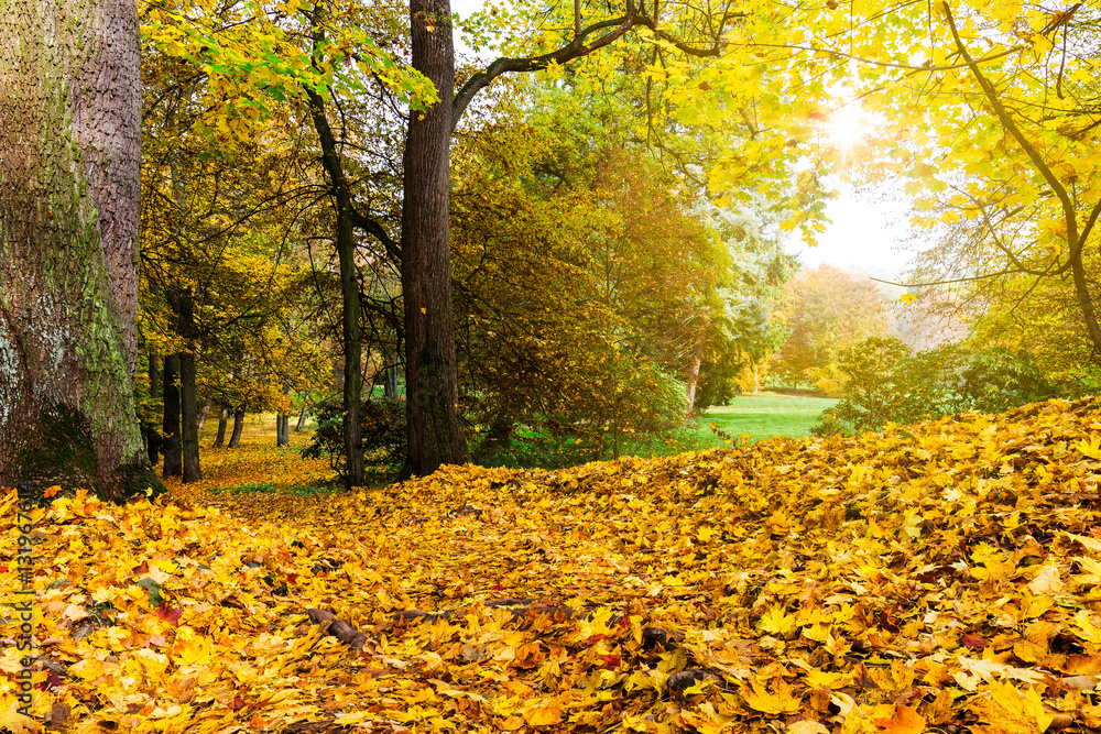 meadow, maple and sunlight in autumn