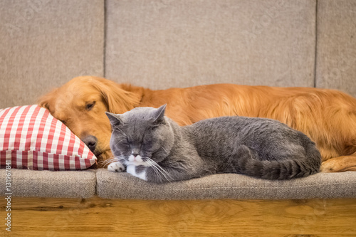 Fototapeta Naklejka Na Ścianę i Meble -  Golden retriever and cat sleep on the couch