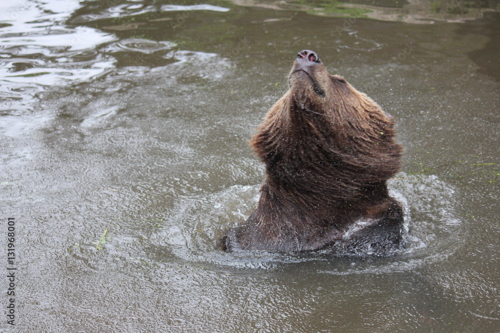Fototapeta premium Bär