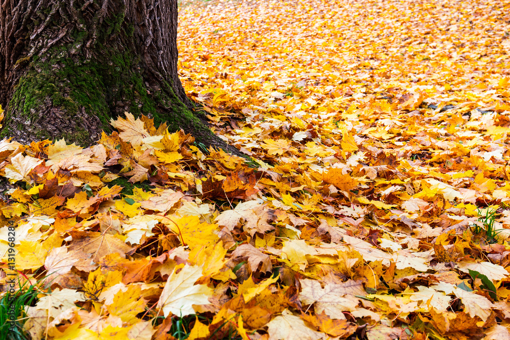 meadow, maple and sunlight in autumn meadow, maple and sunlight in autumn