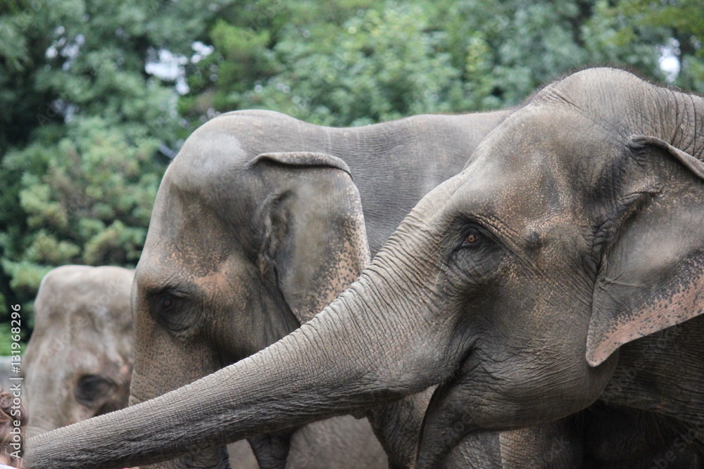 Fototapeta premium Elefanten