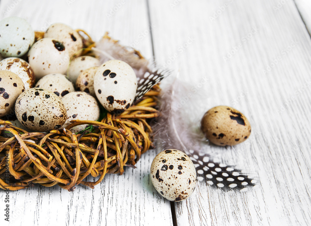 Obraz premium quail eggs in nest