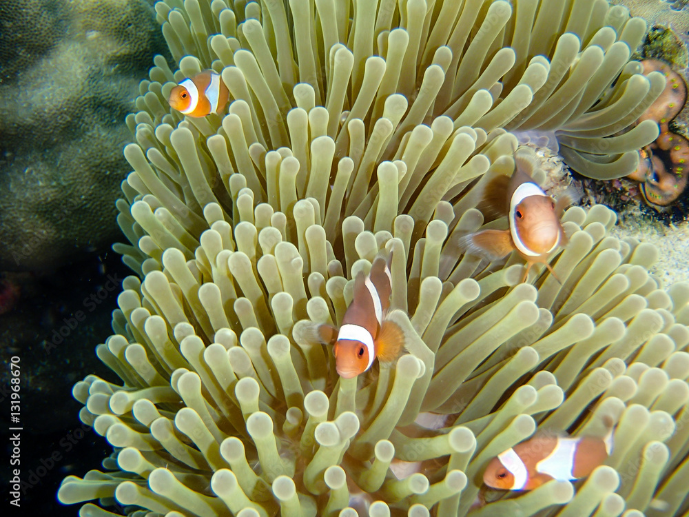Underwater world, underwater coral and fish shoal Underwater world, underwater coral and fish shoal
