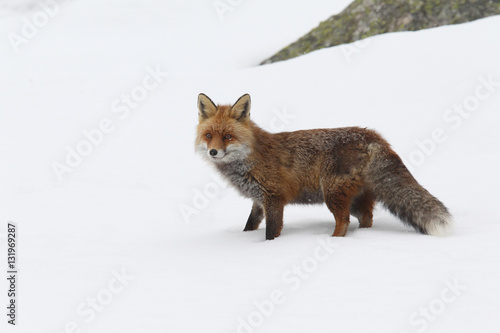 red fox into the snow © Paolo