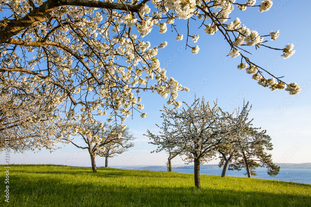 Obstbäume in voller Blüte am Bodensee Obstbäume in voller Blüte am Bodensee