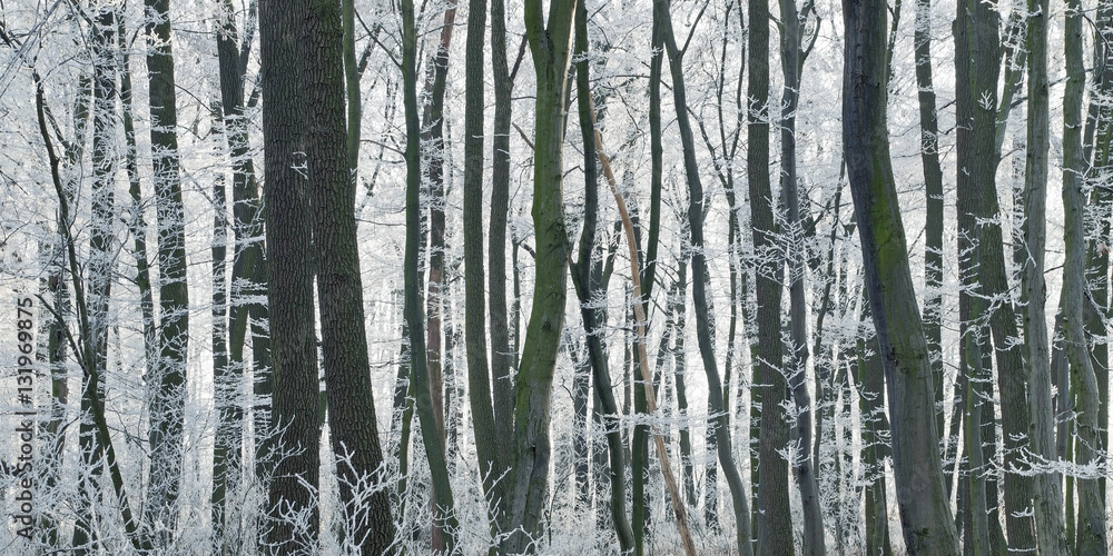 Fototapeta premium Panorama von einem Wald im Winter