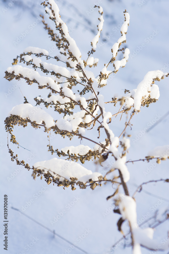 Winter nature 