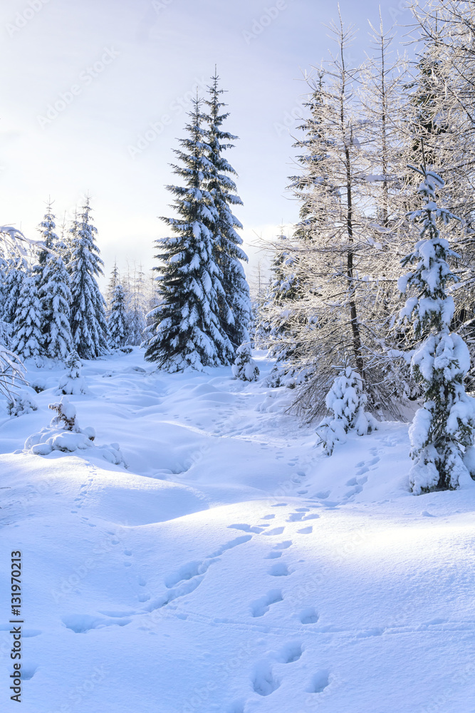 Winter landscape. Trees in mountains covered with hoarfrost in sunny day and animal tracks on the snow. Karkonosze, Giant Mountains, Poland. Winter landscape. Trees in mountains covered with hoarfrost in sunny day and animal tracks on the snow. Karkonosze, Giant Mountains, Poland.
