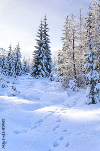 Winter landscape. Trees in mountains covered with hoarfrost in sunny day and animal tracks on the snow. Karkonosze,  Giant Mountains, Poland. © msnobody
