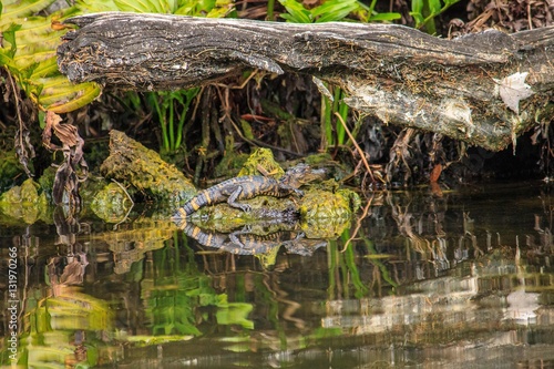 Alligatorbaby  Chassahowitzka River  Florida