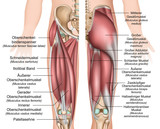 Anatomie der Oberschenkel und Gesäßmuskulatur 